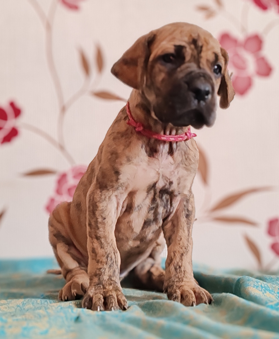 Du Temps Des Nobles Dogs - Chiots disponibles - Dogue allemand