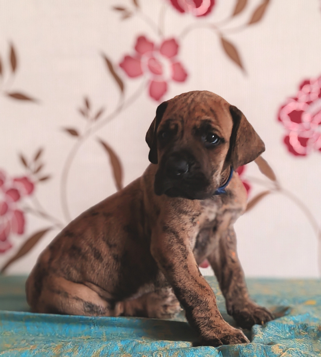 Du Temps Des Nobles Dogs - Chiots disponibles - Dogue allemand