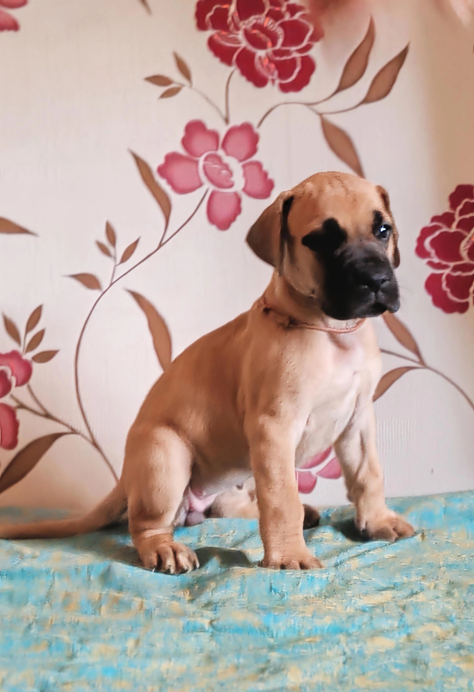 Du Temps Des Nobles Dogs - Chiots disponibles - Dogue allemand