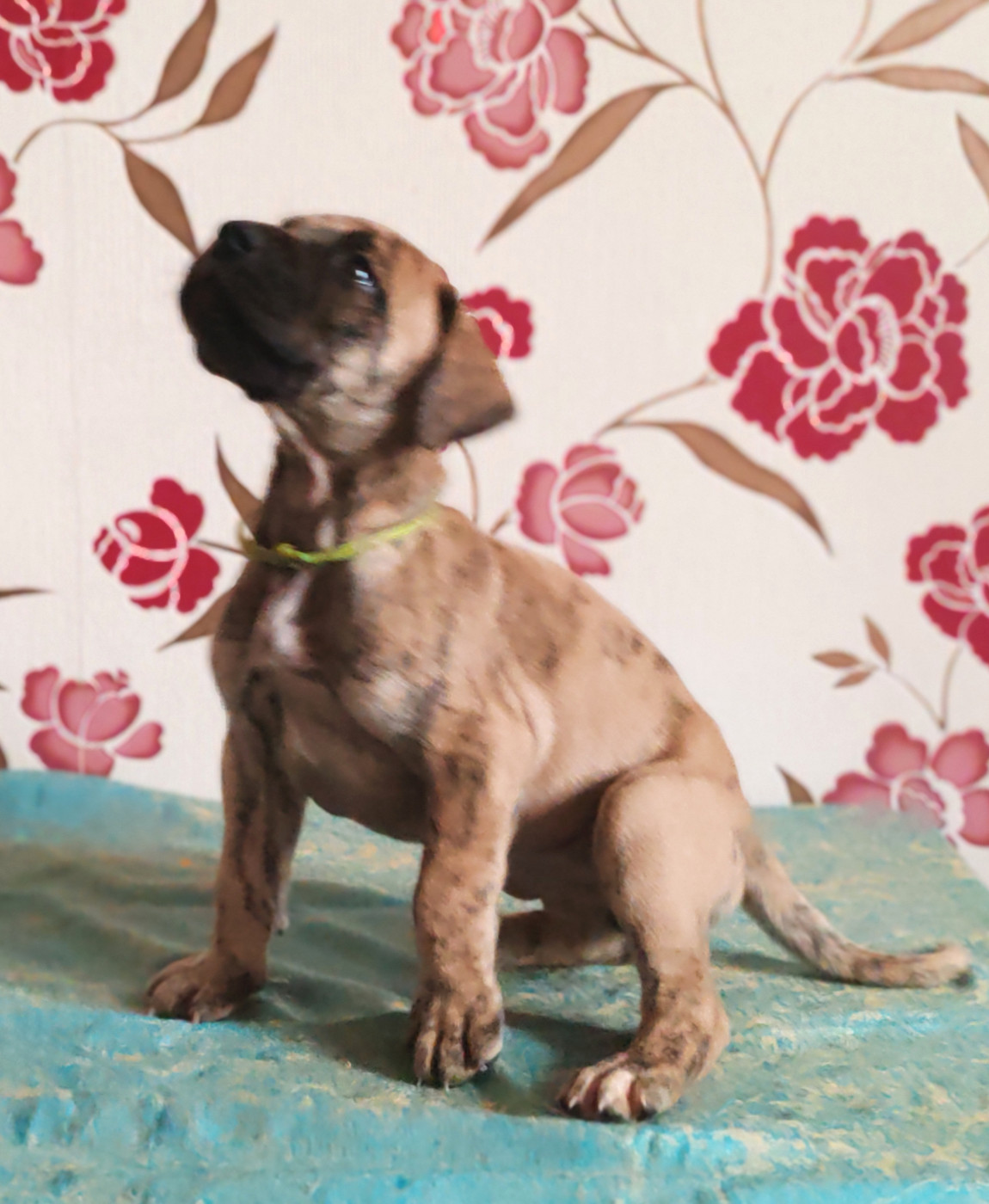 Du Temps Des Nobles Dogs - Chiots disponibles - Dogue allemand