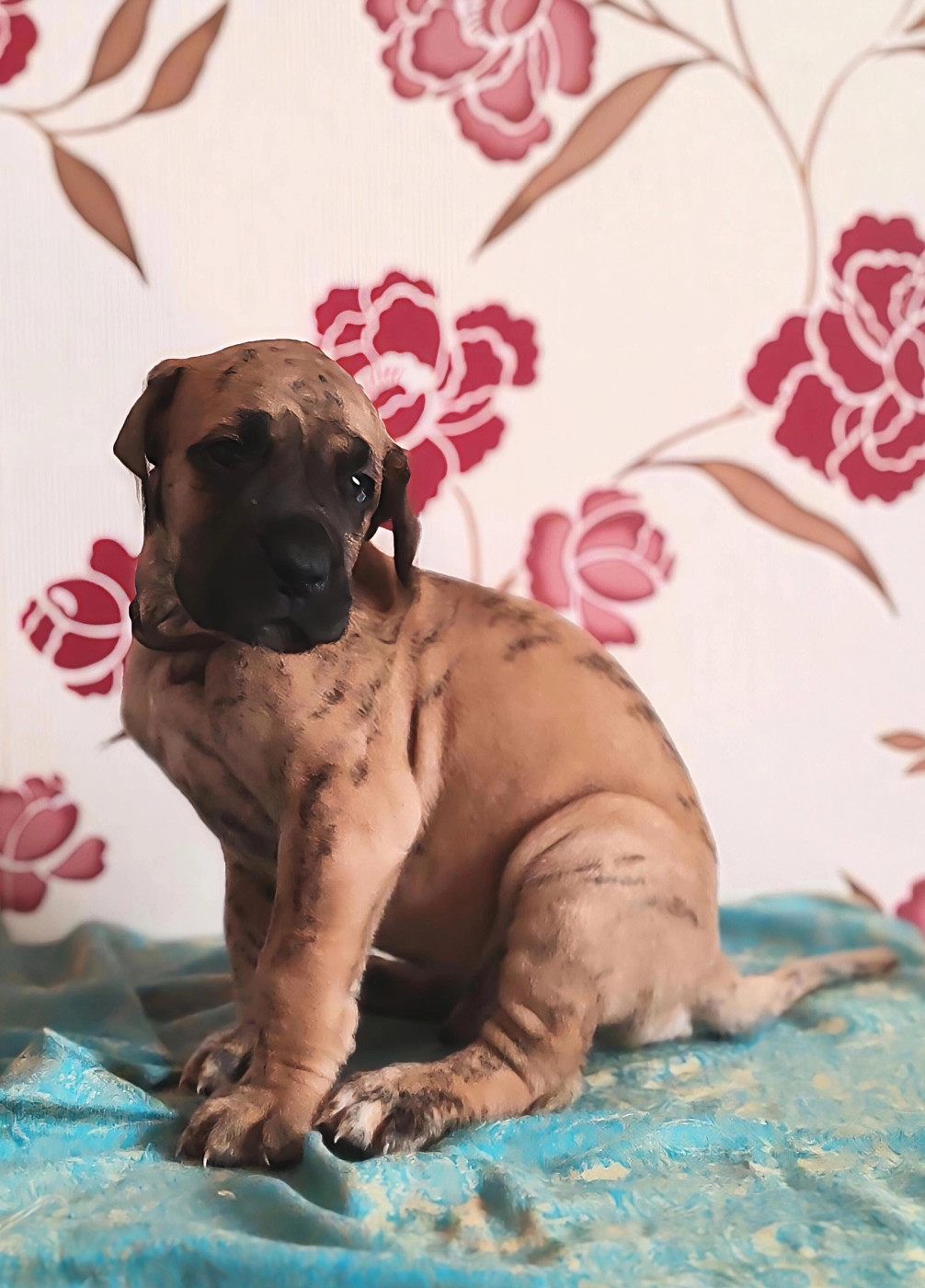 Du Temps Des Nobles Dogs - Chiots disponibles - Dogue allemand
