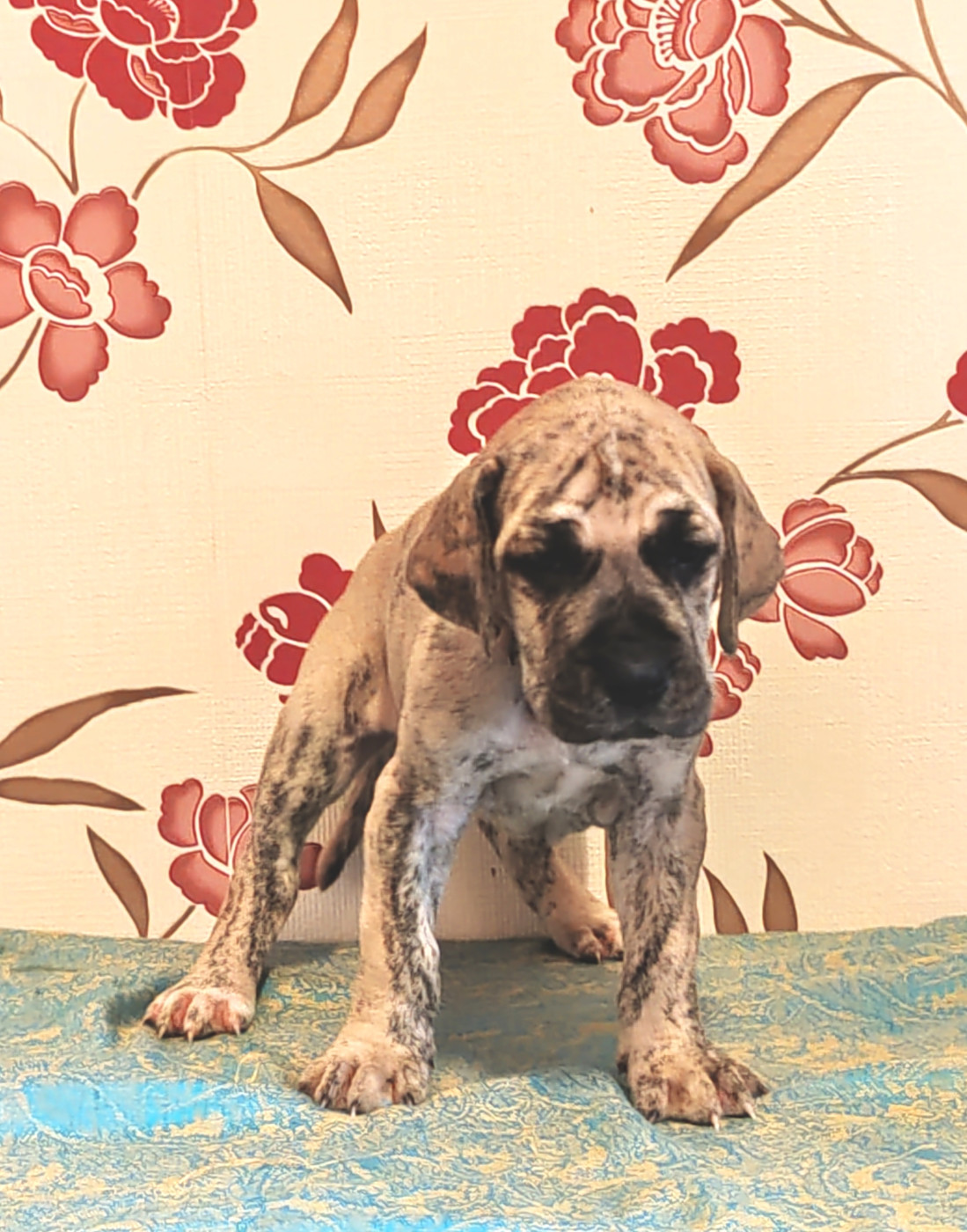 Du Temps Des Nobles Dogs - Chiots disponibles - Dogue allemand