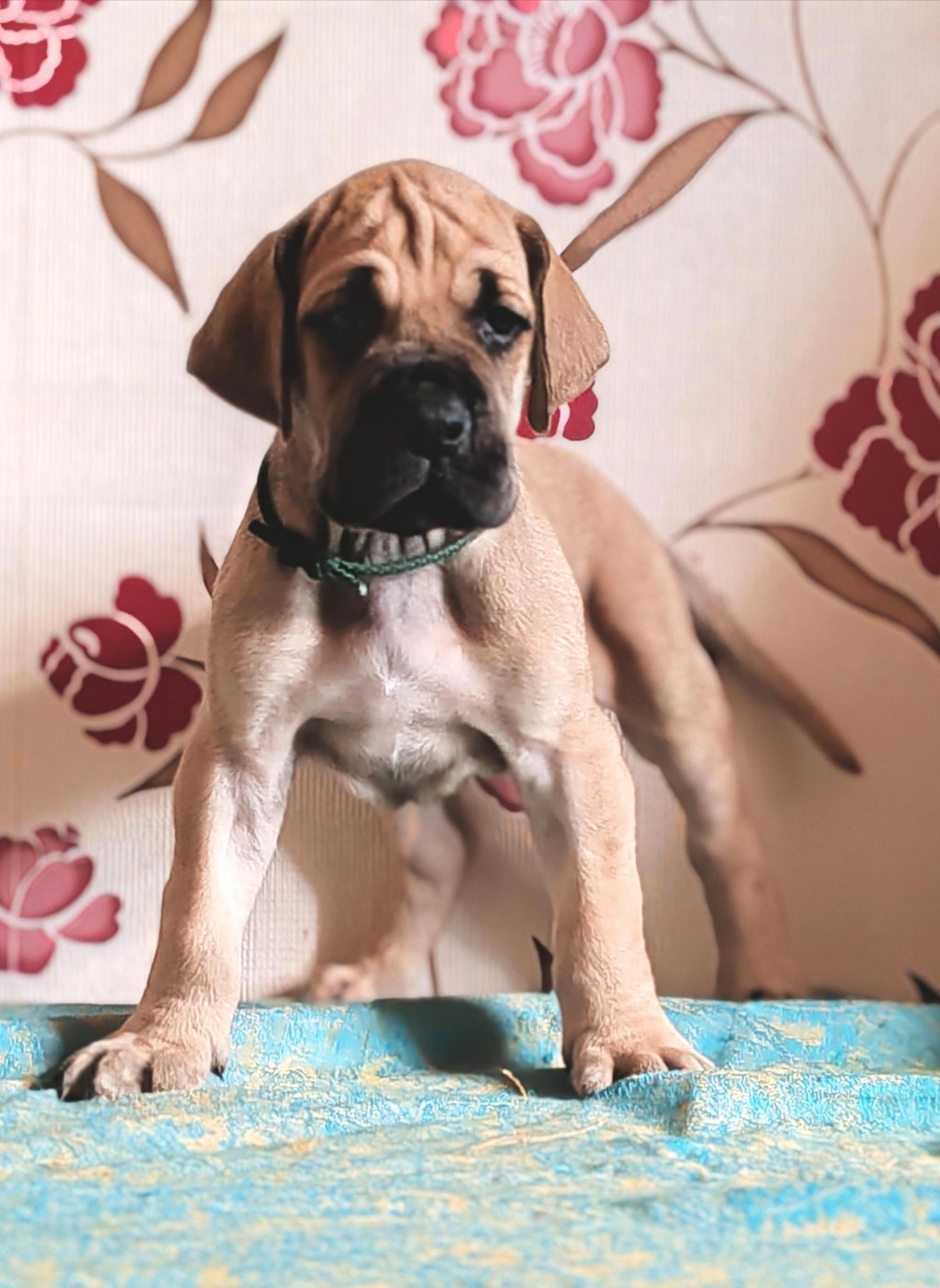 Du Temps Des Nobles Dogs - Chiots disponibles - Dogue allemand
