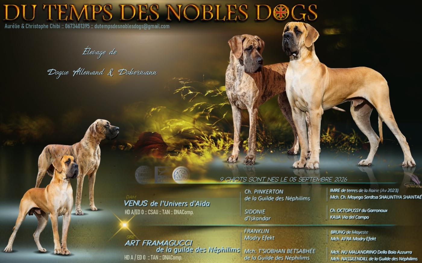 Chiot Dogue allemand Du Temps Des Nobles Dogs