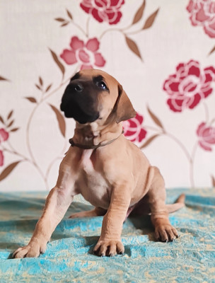 Bogart
